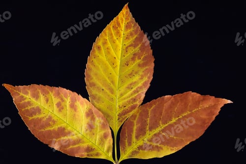 Preview: autumn leafs