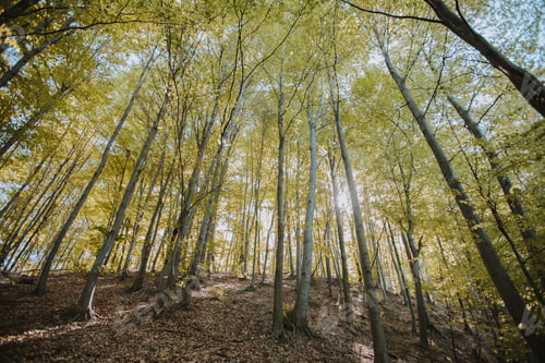 Preview: Low angle shot of tall trees in the forest under the sunlight