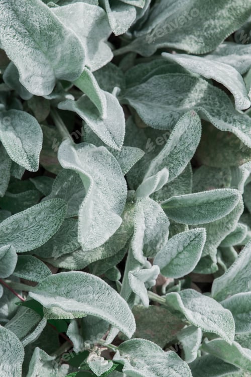 Preview: Bio, Nature, plant, green lover background. Leaf flowers. Stylish eco wallpaper