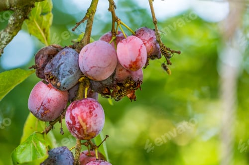 Preview: Plum and wasp
