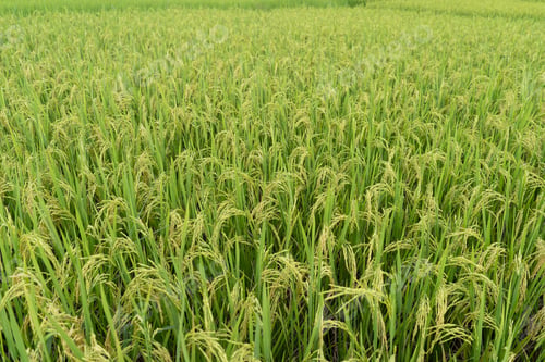 Preview: Green Terraced Rice Field. rice is growing in the field background