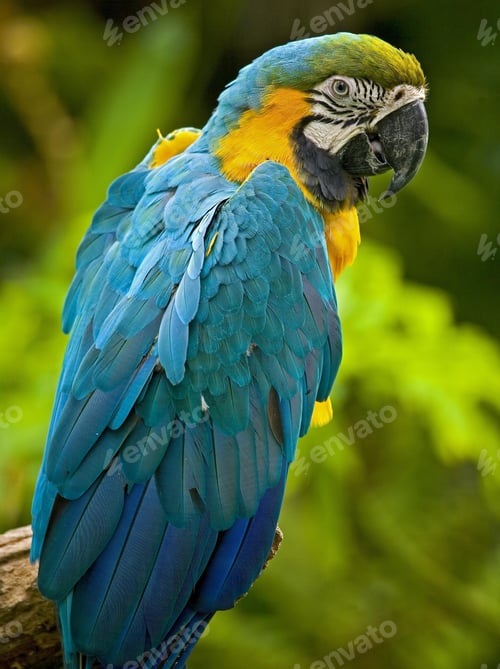 Preview: bird, parrot, Scarlet, Macaw