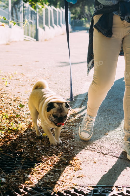 Preview: Female walking with a dog in a park with a lot of beautiful trees