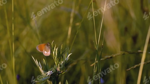 Preview: Mustachioed locusts in the grass. Creative. A large insect of a green shade sits in the green grass