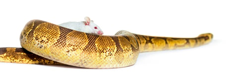 Preview: Ball python playing with a white mouse, Python regius, isolated