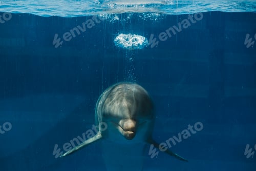 Preview: Big gray dolphin in blue water