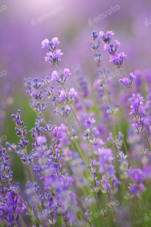 Preview: Lavender flowers nature.