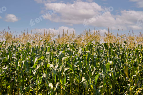 Preview: Spring corn field with stalks against the sky.