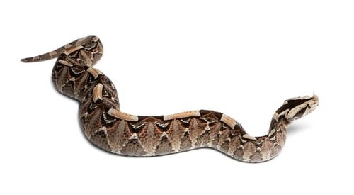 Preview: rhinoceros viper, river jack - Bitis nasicornis X gabonica, poisonous, white background