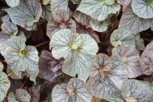 Preview: Closeup image of Begonia leaves in the garden