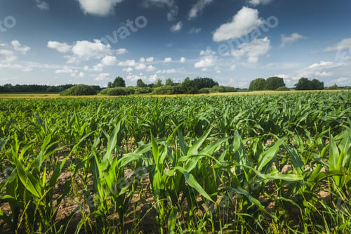Preview: Field with young corn and white clouds on the sky, July day