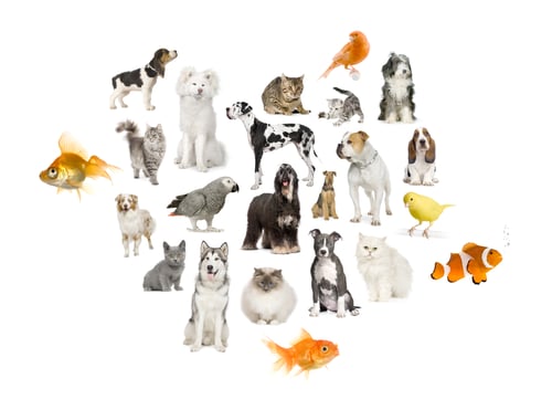 Preview: Arrangement of 22 domestic animals
