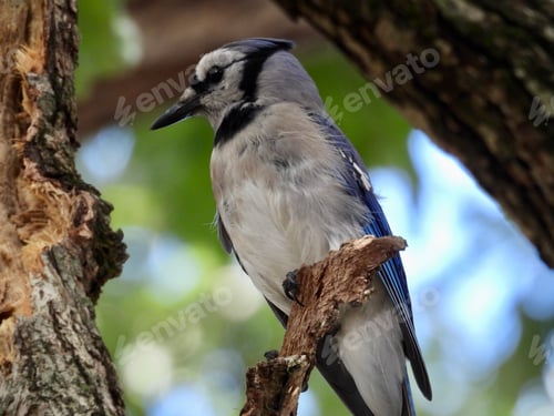 Preview: Striking Blue Jay Bird Perched on Branch