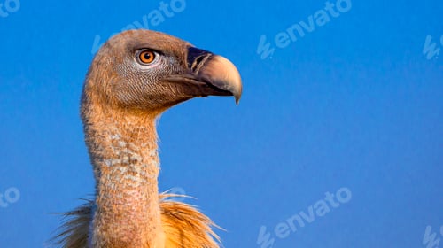 Preview: Eurasian Griffon Vulture
