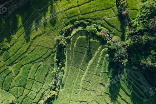 Preview: Rice terraces in rural forest with evening light,paddy field
