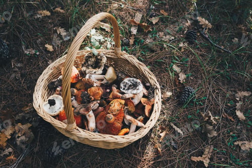 Preview: Basket with fresh mushrooms, top view