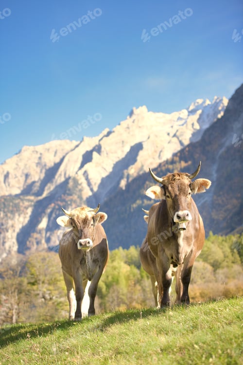 Preview: Cows in a meadow in the Swiss Alps