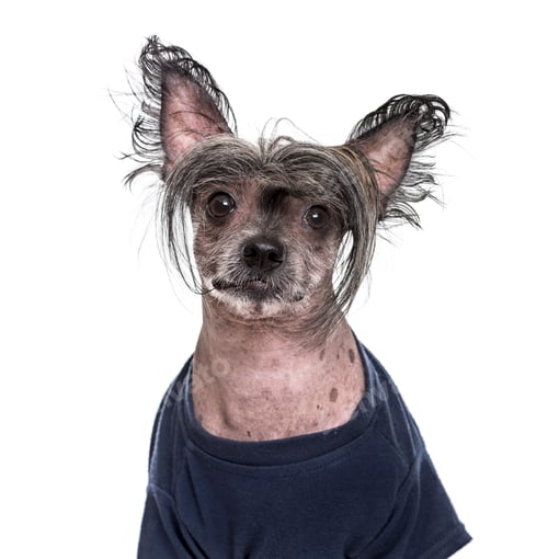 Preview: Chinese Crested Dog , 5 years old, in blue clothing against white background