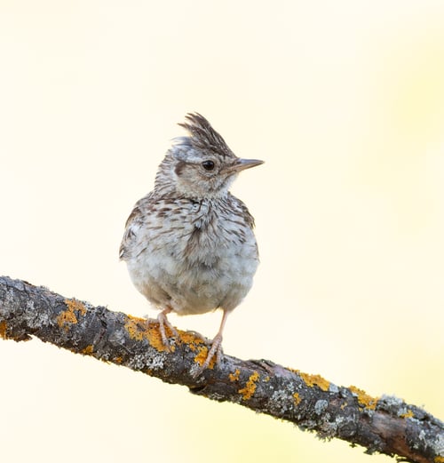 Preview: Woodlark, Lullula arborea. A bird sits on a branch, ruffled crest, on a beautiful background