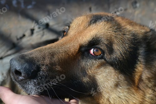 Vista previa: German Shepherd dog on the forest
