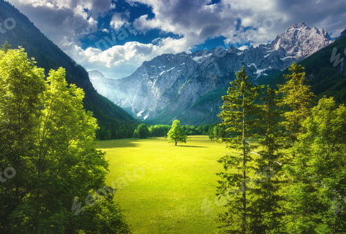 Preview: Aerial view of tree in green alpine meadows in mountains