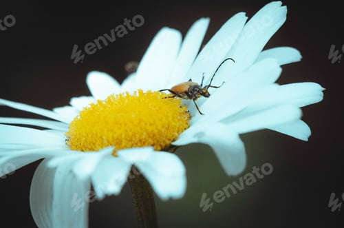 Preview: a bug is sitting on a white flower with a yellow stem