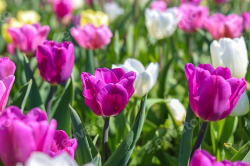 Preview: Tulips Flowers.