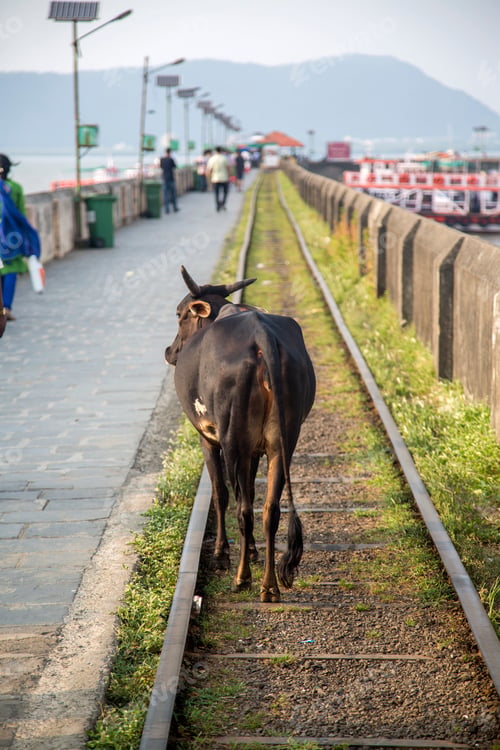 Preview: Cow in India