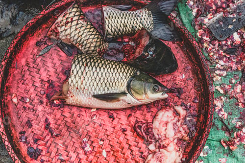 Preview: Top view on a fish head on the fishermen working table