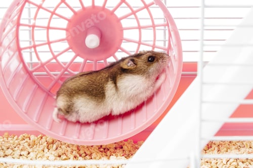 Preview: A playful hamster runs energetically on its wheel inside a bright, colorful cage