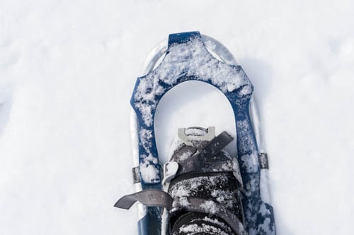 Preview: Top down view of a blue snowshoe covered in snow
