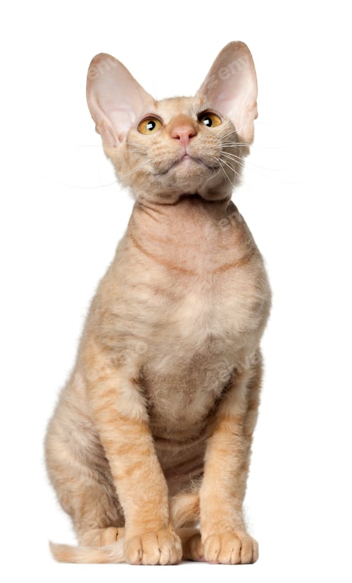 Preview: Peterbald cat, in front of white background