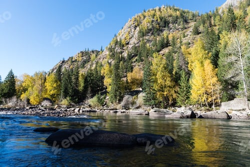 Preview: birch trees