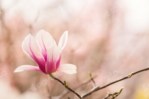 Preview: Magnolia flowers