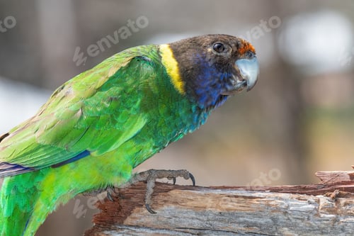 Preview: Australian Ringneck or Twenty-eight Parrot Portrait