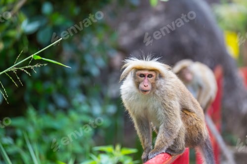 Preview: Monkey
