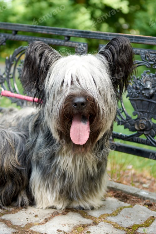 Preview: Sky Terrier dog walks in the Park in the summer.