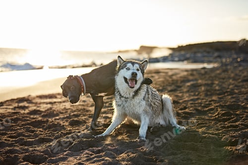 Preview: Dogs running near waving sea