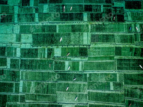 Preview: Nusa Lembongan – One of the islands' main sources of income is the seaweed
