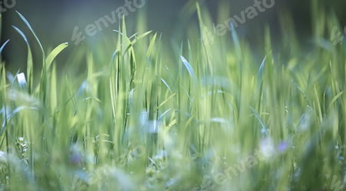Preview: Lawn with green lush grass in the park on a spring day