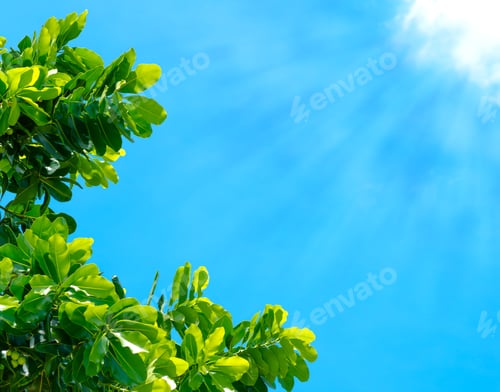 Preview: Leaf on blue sky and sun beam light