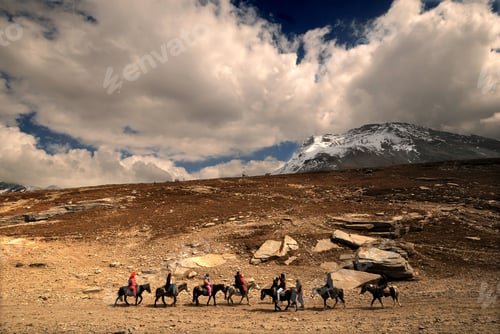 Preview: Livestock on himalayas landscape, Ladakh, India.