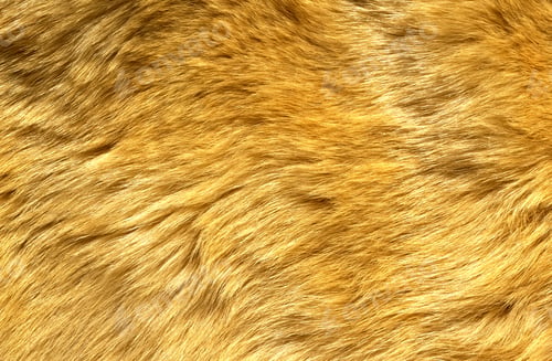 Preview: High-resolution image showcasing the texture of golden fur, ideal for backgrounds and patterns