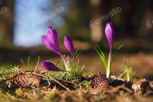 Preview: Crocuses - spring flowers in the mountain forest