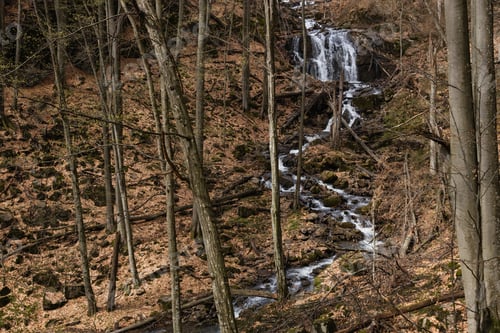 Preview: Mountain river in forest with dry leaves on ground