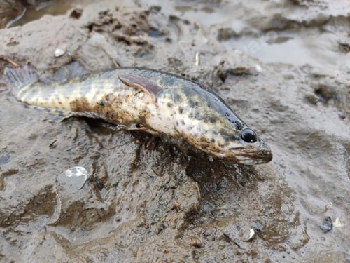 Preview: Closeup shot of a northern snakehead fish on the sand