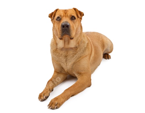Preview: Akita and Shar Pei Mix Dog Laying Down