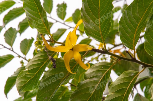 Preview: Closeup shot of a beautiful single yellow tropical flower Ylang Ylang