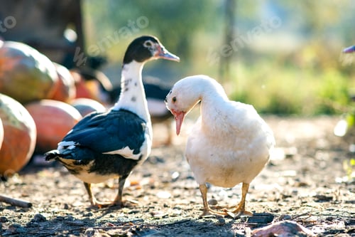Preview: Ducks feed on traditional rural barnyard. Detail of a duck head. Close up of waterbird standing on