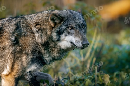 Preview: Close-up of a gray wolf in a forest.